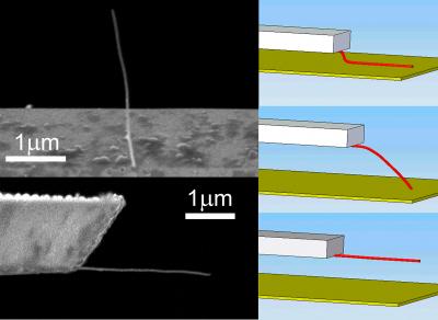Stiction Nanotubes Mimic Van Der Waals Adhesion In Geckos